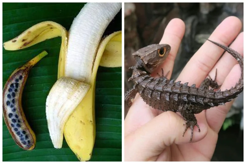 25 доказательств того, что наш мир полон неожиданных открытий