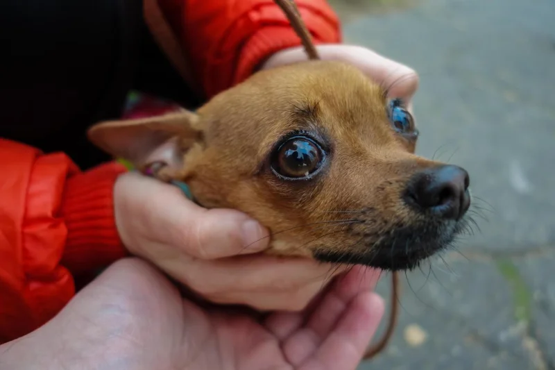 Кто эмоциональнее: собаки или кошки? Научный взгляд на мимику питомцев