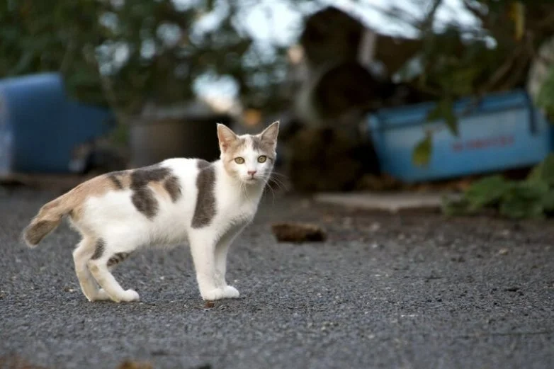 Котиков много не бывает: большая подборка умилительных фото