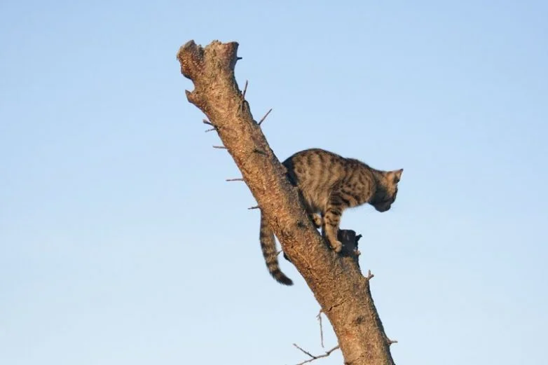 Котиков много не бывает: большая подборка умилительных фото