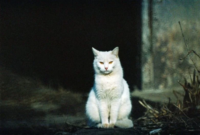 Котиков много не бывает: большая подборка умилительных фото