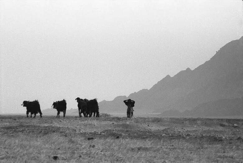 В стране кочевников: как ирландский фотограф сохраняет мир бедуинов