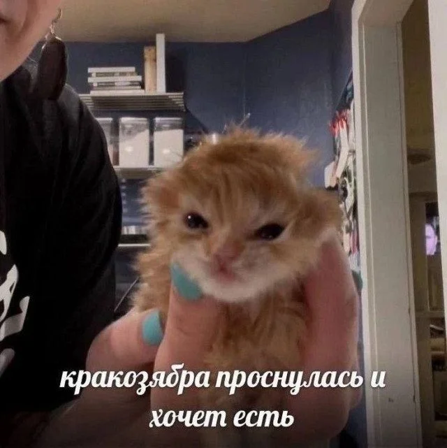 Коллекция забавных картинок без границ