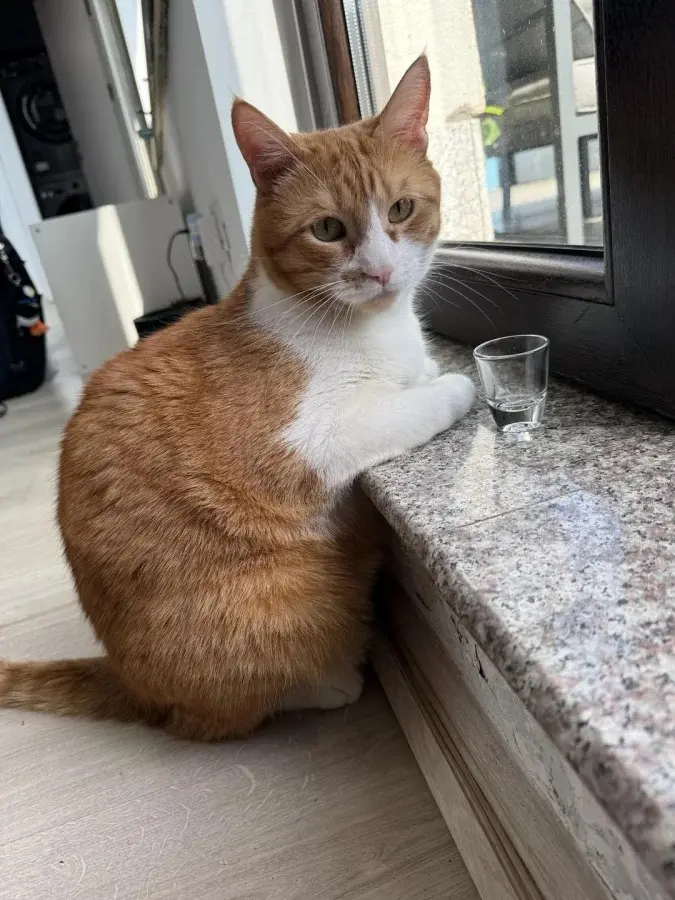 Летние каникулы кошек: как усатые проводят тёплые деньки