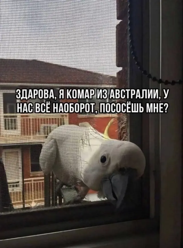 Пятничный заряд позитива: свежие мемы и шутки