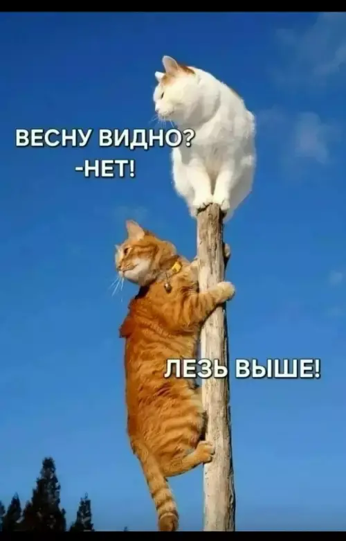 Пятничный заряд позитива: свежие мемы и шутки