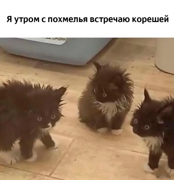 Пятничный заряд позитива: свежие мемы и шутки