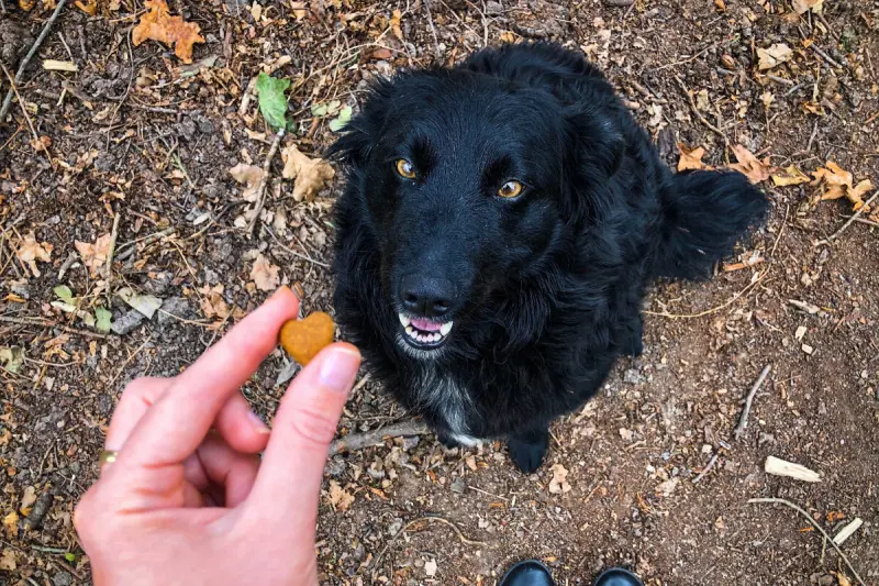 Как собака выбирает хозяина: секреты собачьей иерархии в семье