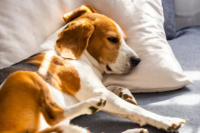 Как собака выбирает хозяина: секреты собачьей иерархии в семье