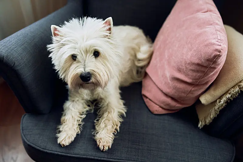 Как собака выбирает хозяина: секреты собачьей иерархии в семье