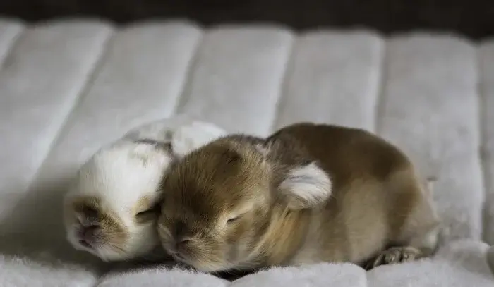 Сонные объятия: Когда животные становятся живыми подушками для друг друга