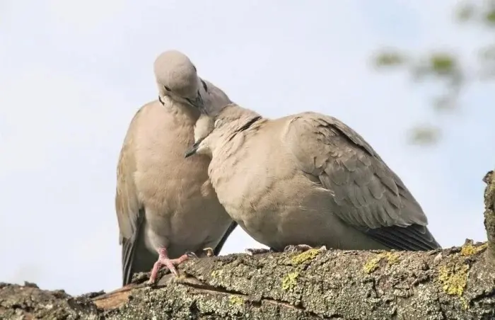 Сонные объятия: Когда животные становятся живыми подушками для друг друга