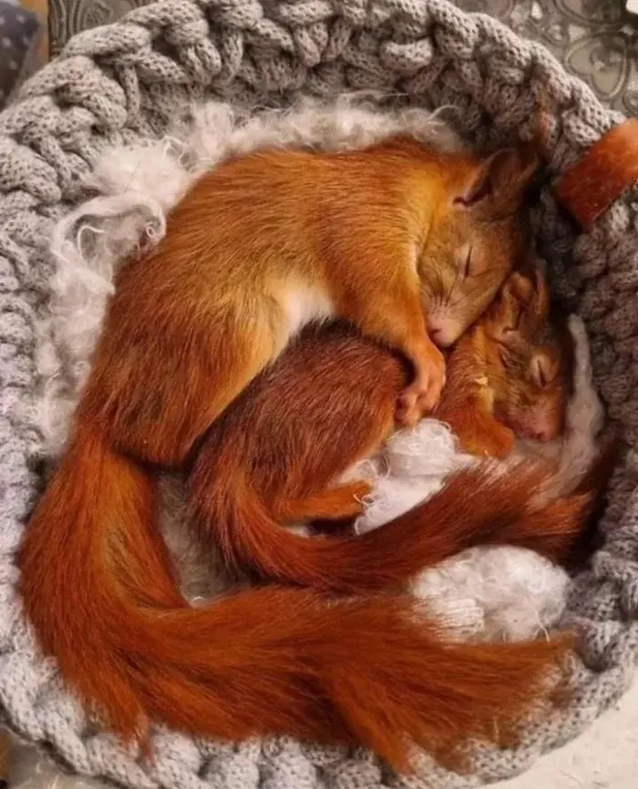 Сонные объятия: Когда животные становятся живыми подушками для друг друга