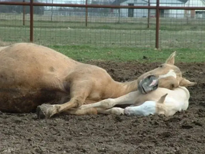 Сонные объятия: Когда животные становятся живыми подушками для друг друга