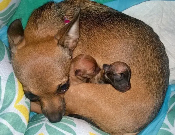 Сонные объятия: Когда животные становятся живыми подушками для друг друга