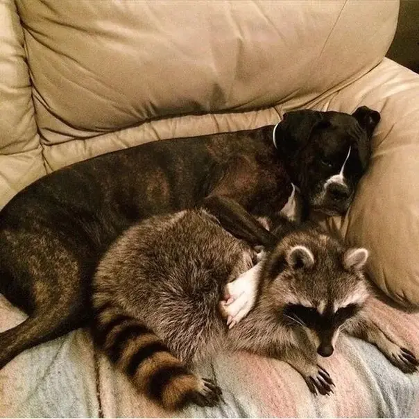 Сонные объятия: Когда животные становятся живыми подушками для друг друга