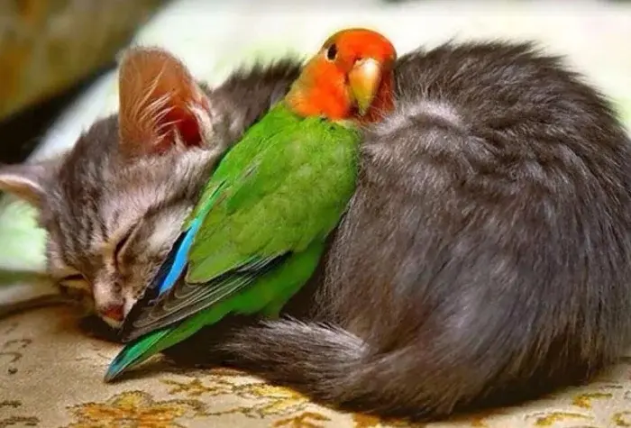 Сонные объятия: Когда животные становятся живыми подушками для друг друга