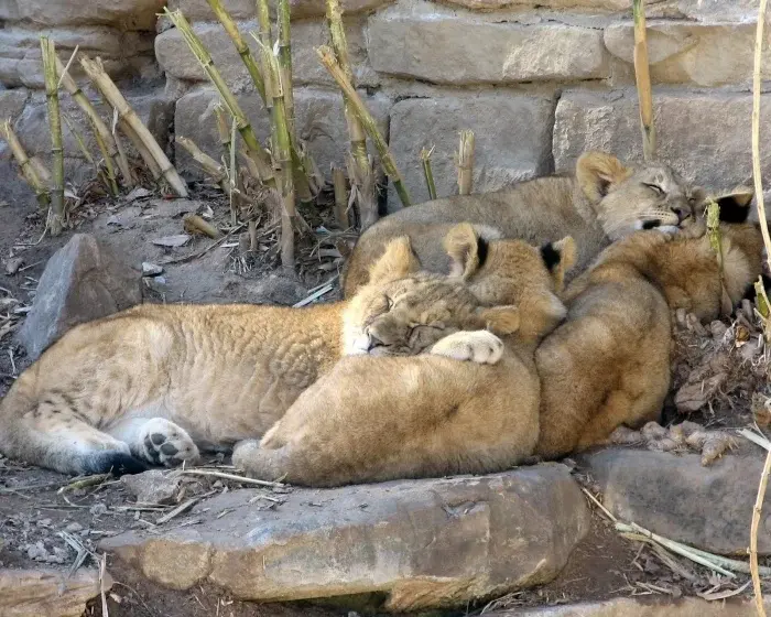 Сонные объятия: Когда животные становятся живыми подушками для друг друга