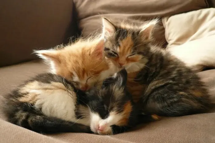 Сонные объятия: Когда животные становятся живыми подушками для друг друга