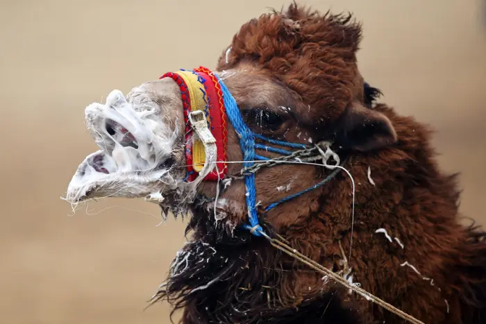 Невероятные кадры дикой природы, которые ломают стереотипы