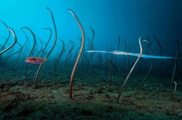 Невероятные кадры дикой природы, которые ломают стереотипы