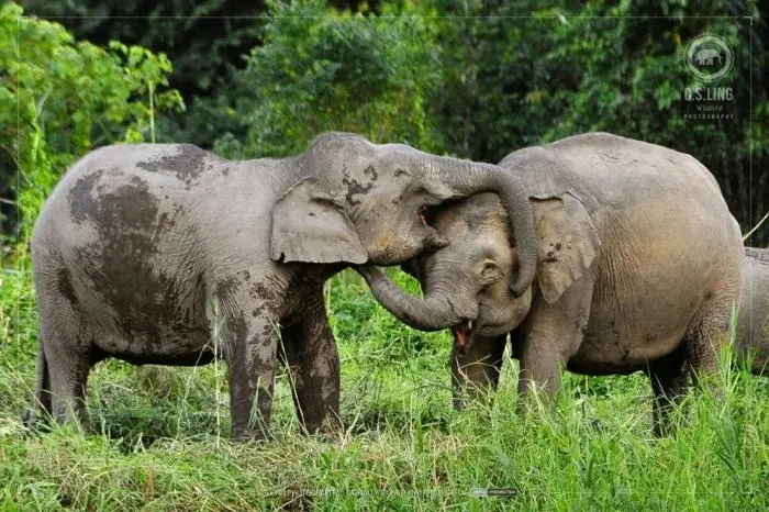 Невероятные кадры дикой природы, которые ломают стереотипы