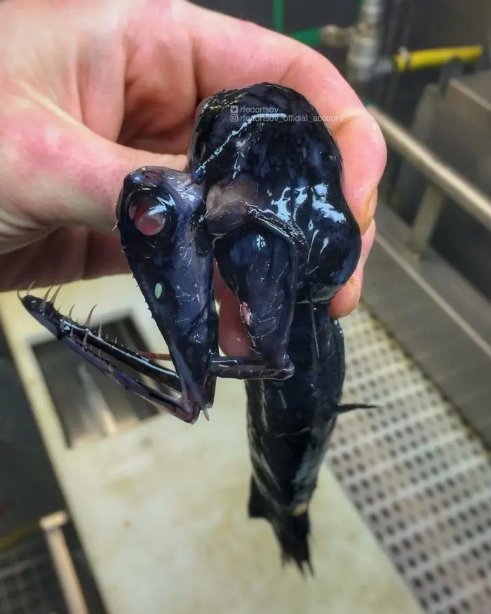 Невероятные кадры дикой природы, которые ломают стереотипы