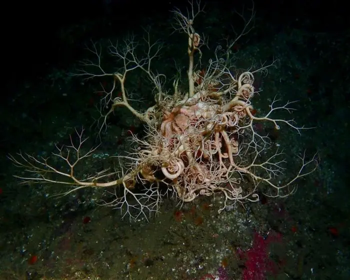 Невероятные кадры дикой природы, которые ломают стереотипы