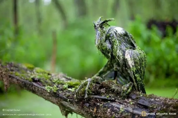 Невероятные кадры дикой природы, которые ломают стереотипы
