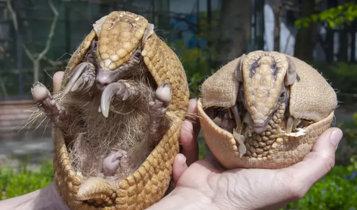 Невероятные кадры дикой природы, которые ломают стереотипы