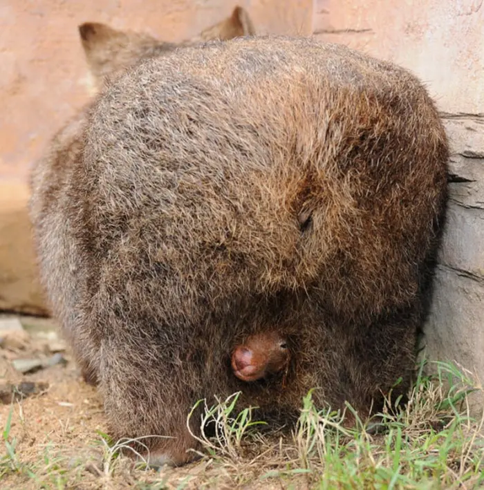 Невероятные кадры дикой природы, которые ломают стереотипы