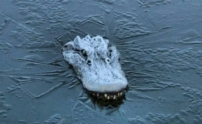 Невероятные кадры дикой природы, которые ломают стереотипы