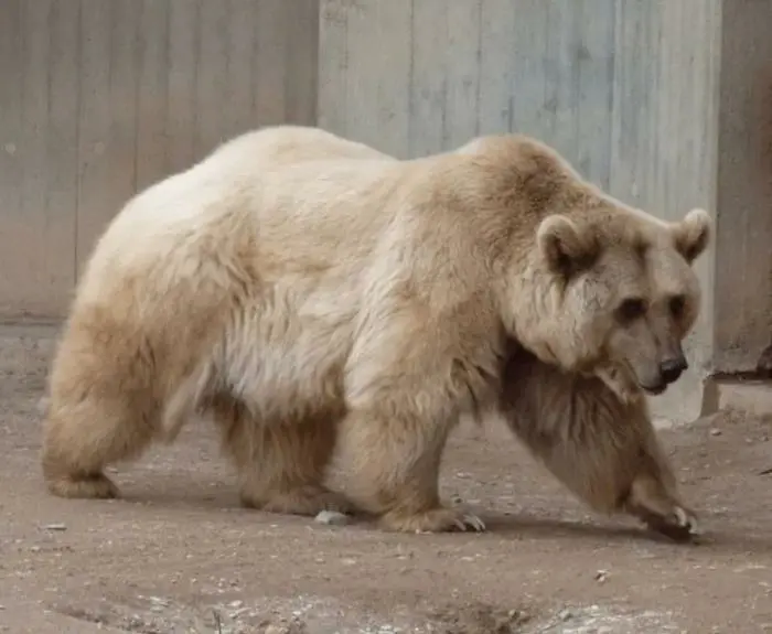 Невероятные кадры дикой природы, которые ломают стереотипы