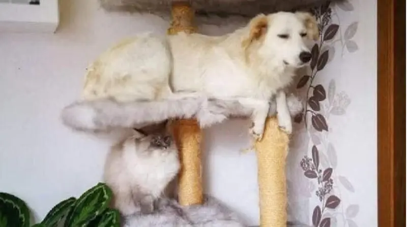 Самые смешные фото животных марта 2026: проверьте, не робот ли вы