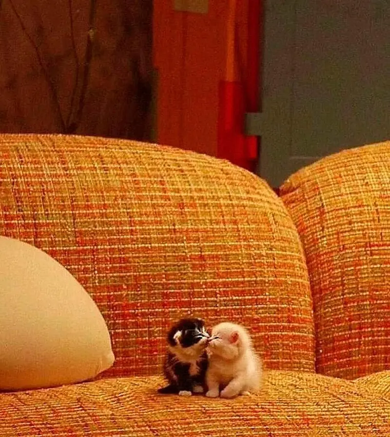 Самые смешные фото животных марта 2026: проверьте, не робот ли вы