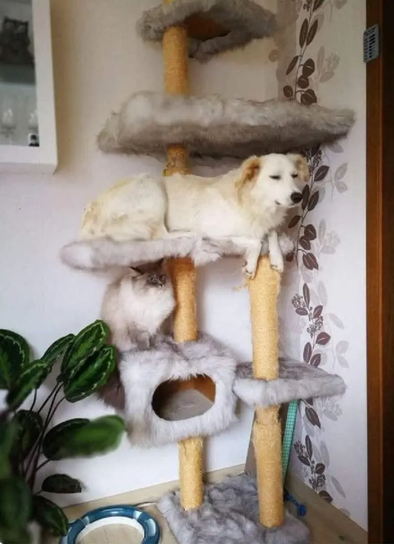 Самые смешные фото животных марта 2026: проверьте, не робот ли вы