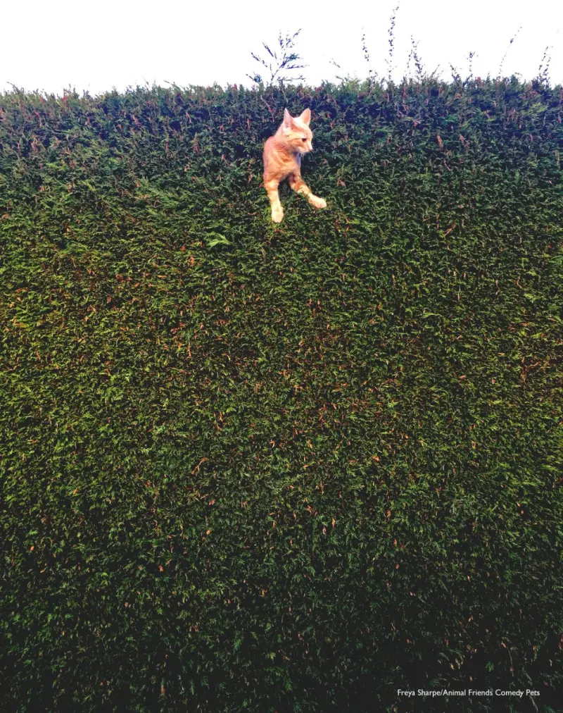 Самые смешные фото животных марта 2026: проверьте, не робот ли вы