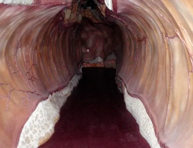 Прогулка внутри человека: как устроен голландский музей CORPUS, где посетители становятся меньше