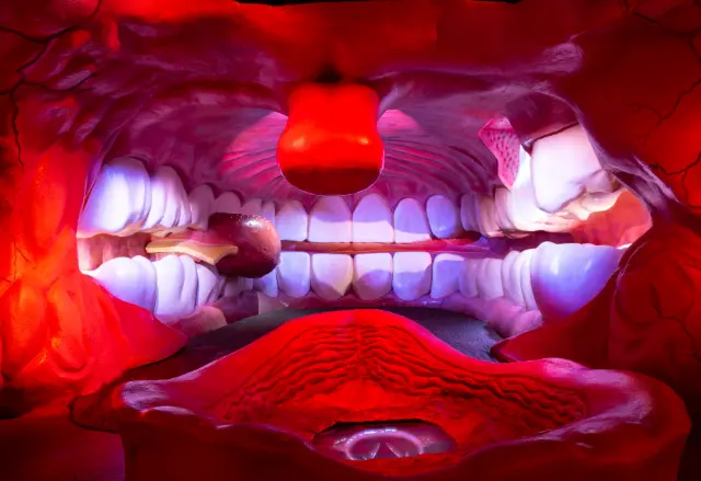 Прогулка внутри человека: как устроен голландский музей CORPUS, где посетители становятся меньше