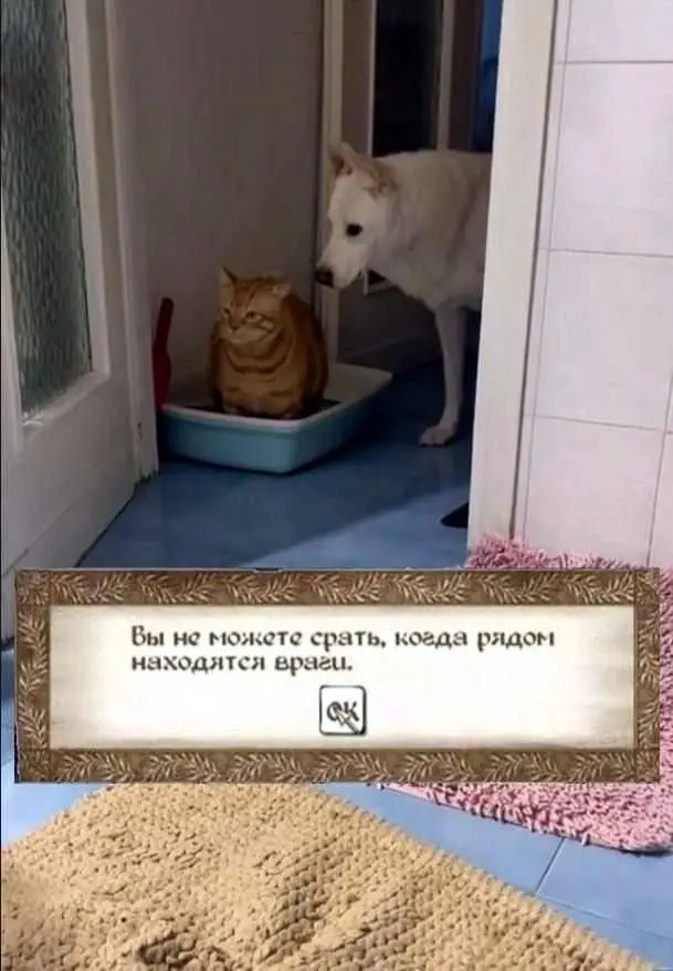 Смешные и неловкие моменты, которые лучше один раз увидеть