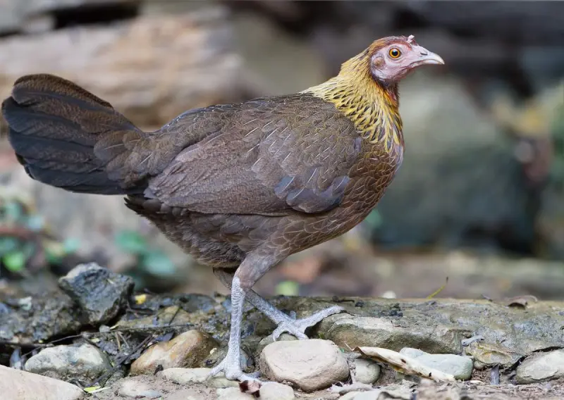 От дикой птицы до главной несушки: как и когда человек приручил курицу