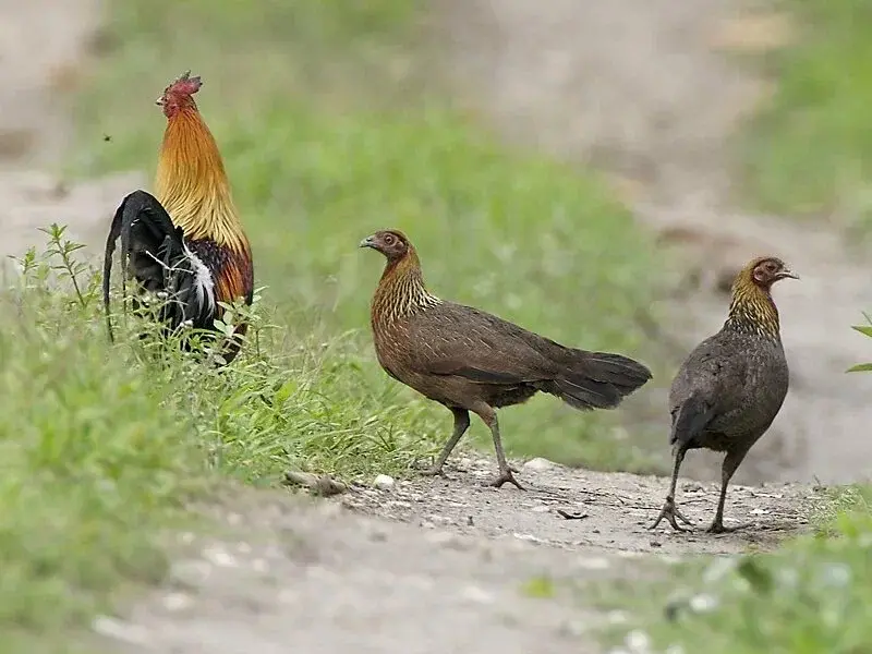 От дикой птицы до главной несушки: как и когда человек приручил курицу