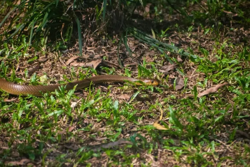 Что делать, если укусил клещ, змея или собака: пошаговая инструкция от врача