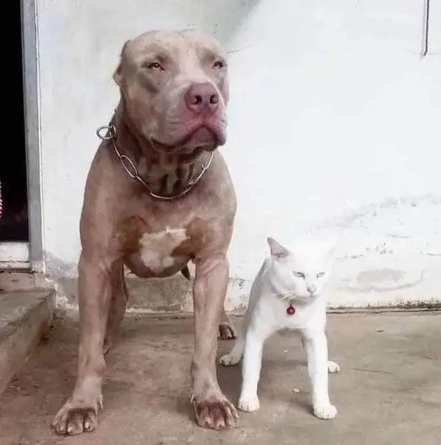 Забавные моменты из жизни собак и их хозяев