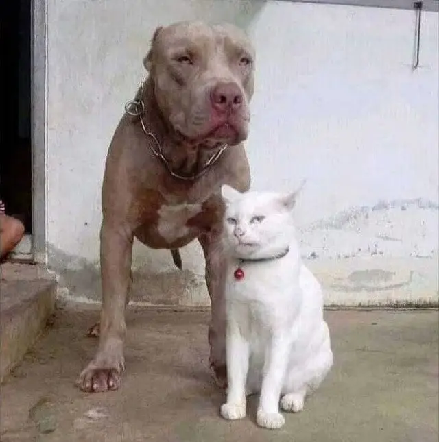 Забавные моменты из жизни собак и их хозяев