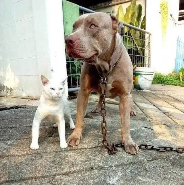 Забавные моменты из жизни собак и их хозяев