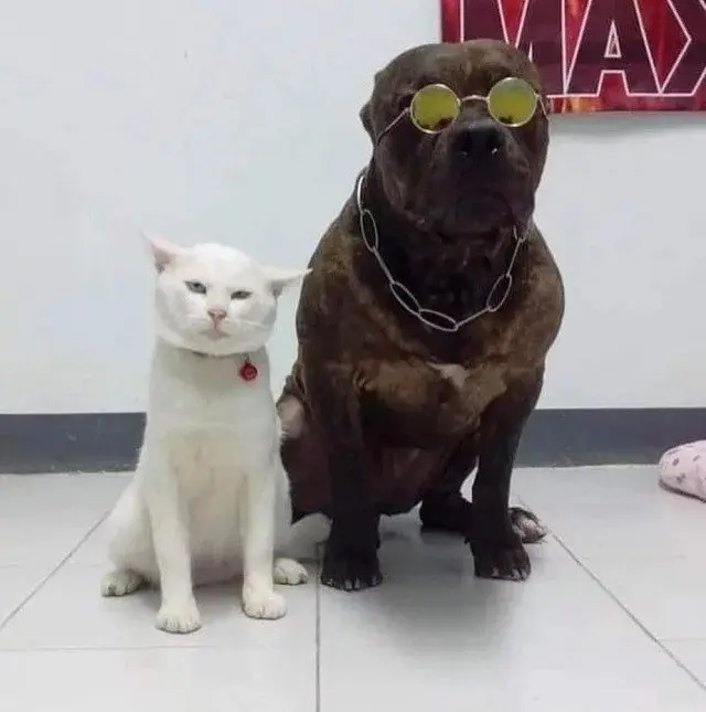 Забавные моменты из жизни собак и их хозяев