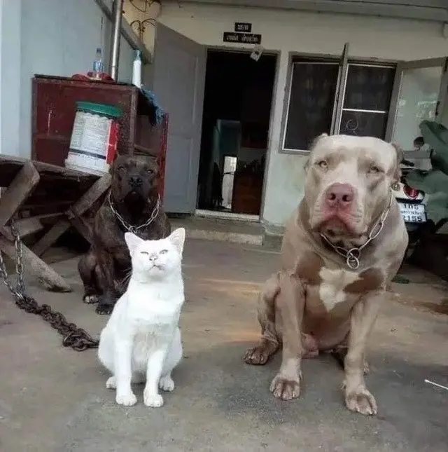 Забавные моменты из жизни собак и их хозяев