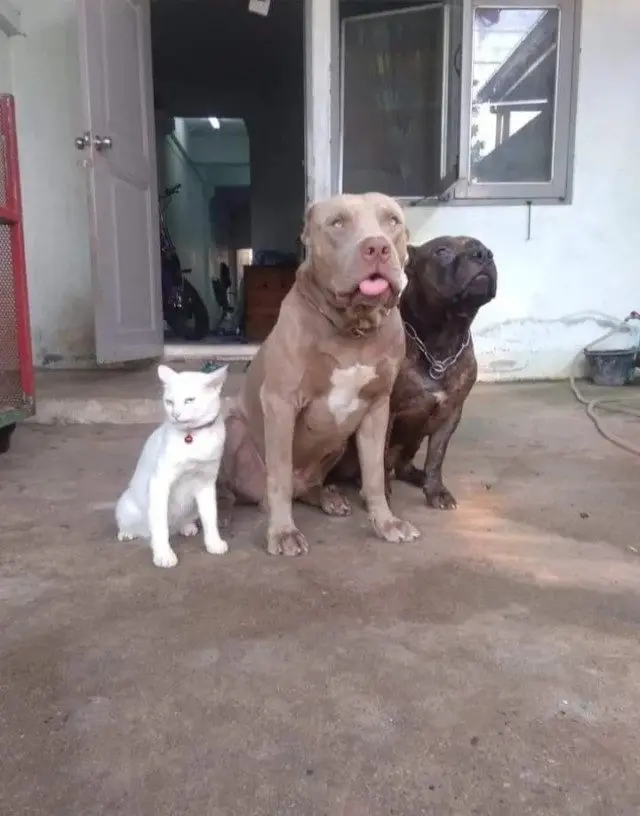 Забавные моменты из жизни собак и их хозяев