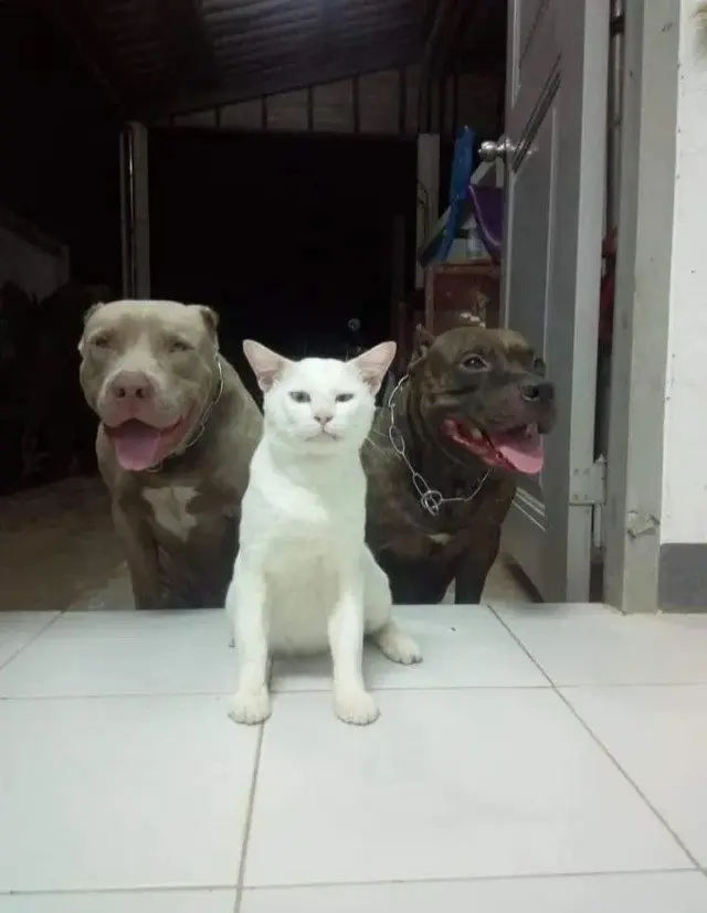 Забавные моменты из жизни собак и их хозяев